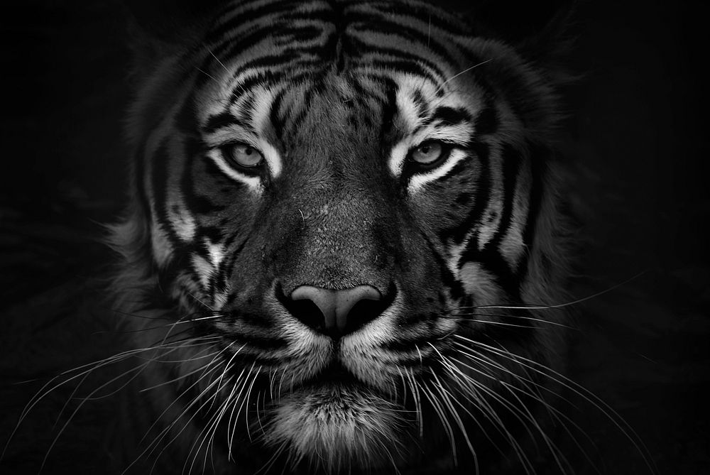 Tiger background, black and white design