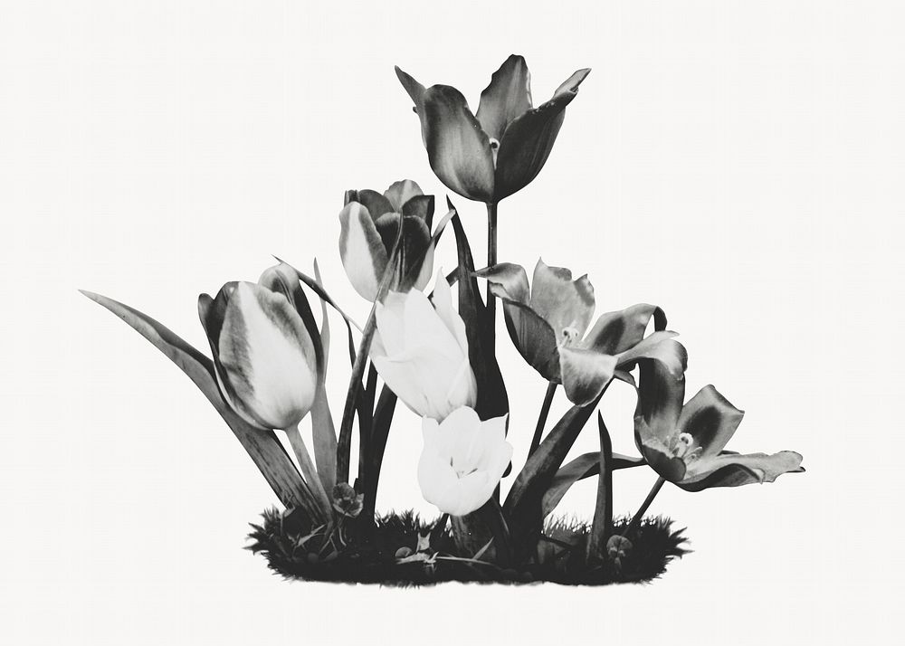 Tulips black and white photo