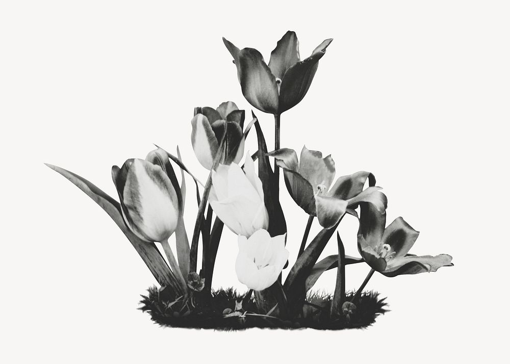 Tulips black and white photo psd