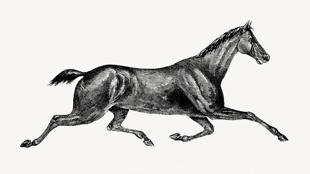 Vintage galloping horse illustration