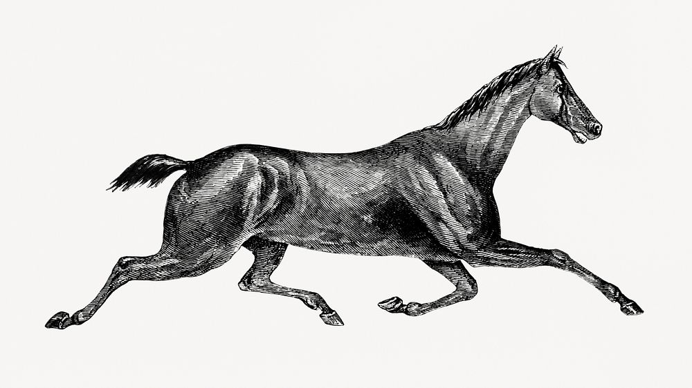 Millwood Pines Running Horse Sketch Framed On Canvas Print | Wayfair