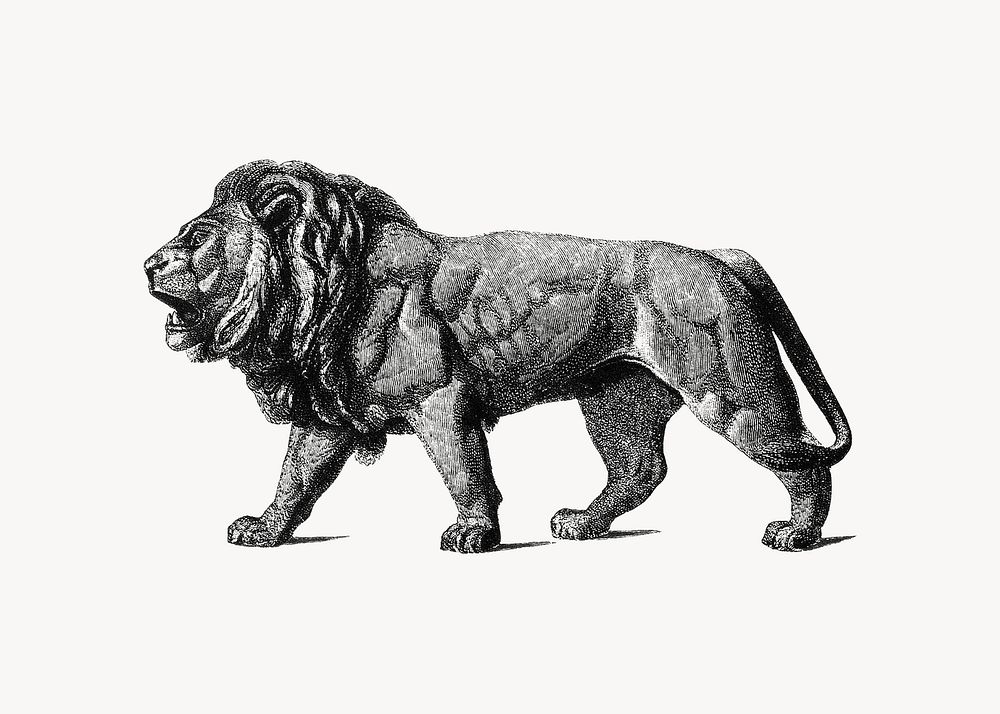 Vintage lion, black and white animal illustration