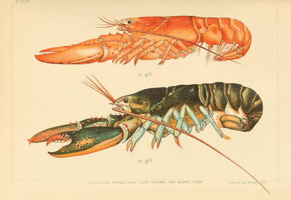 The American Lobster: A Study of Its Habits and Development. Original public domain from The Biodiversity Heritage Library.
