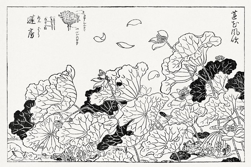 Japanese lotus (1715-1792) vintage woodcut by Tachibana Yasukun. Original public domain image from the Library of Congress. …