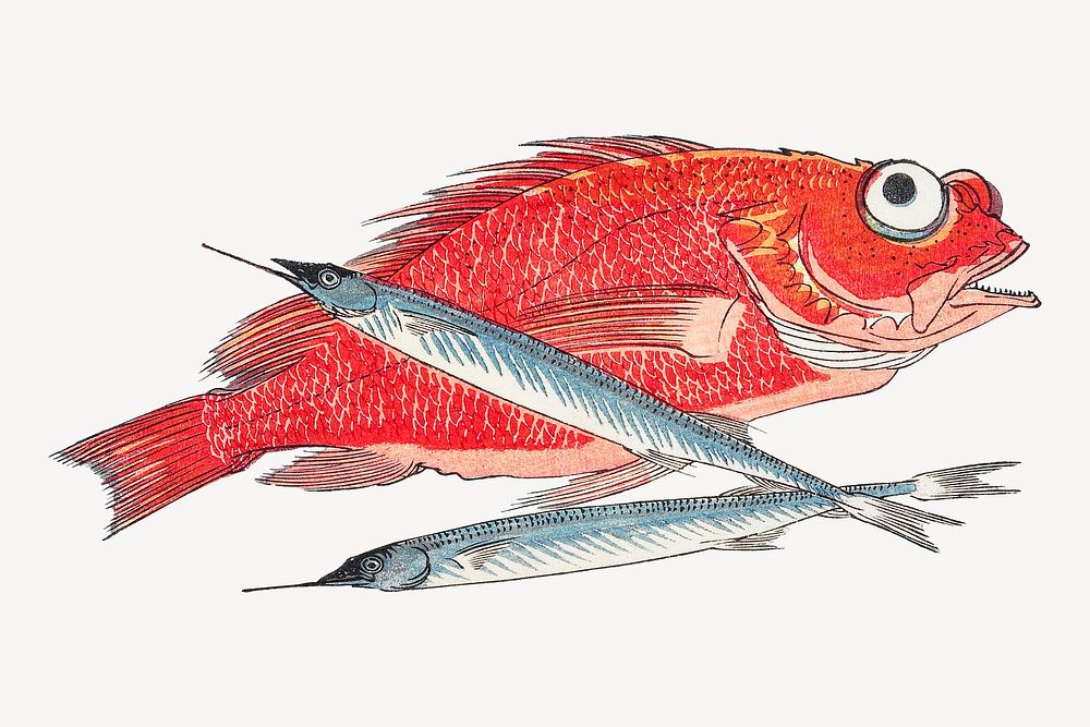 Red Snapper and Halfbeak fish psd.   Remastered by rawpixel. 