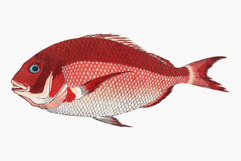 Sea bream fish, Japanese illustration.   Remastered by rawpixel. 