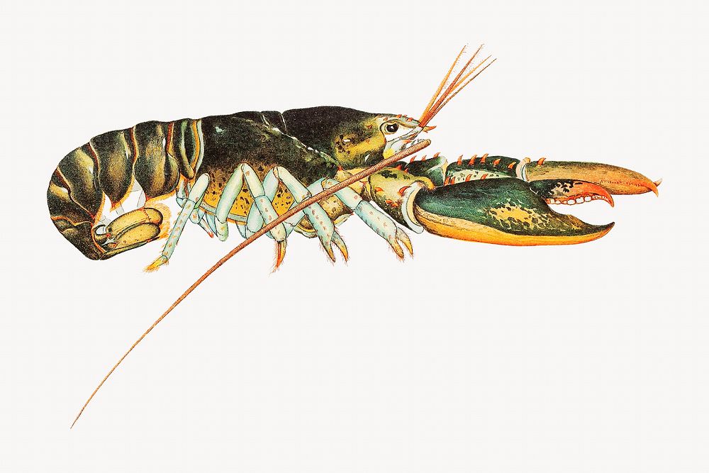 American lobster, sea animal illustration. Remastered by rawpixel. 