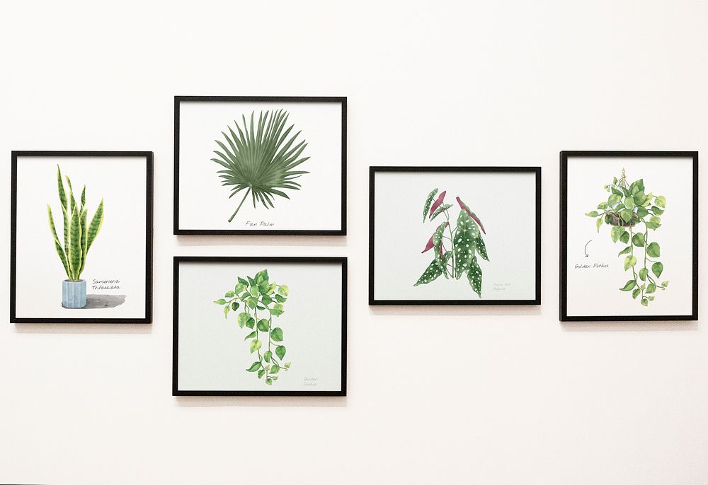 Collection of leaves framed on a wall