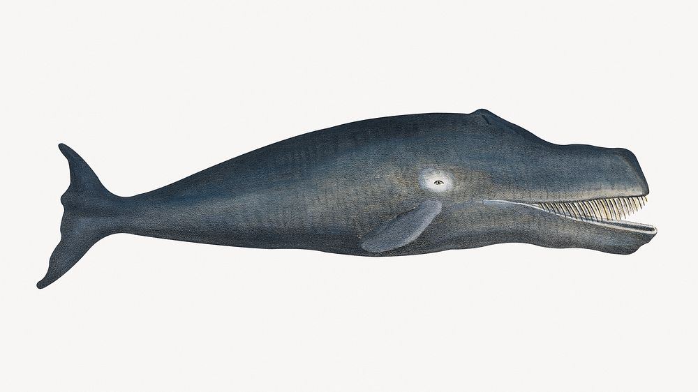 Bowhead whale, animal, off white design