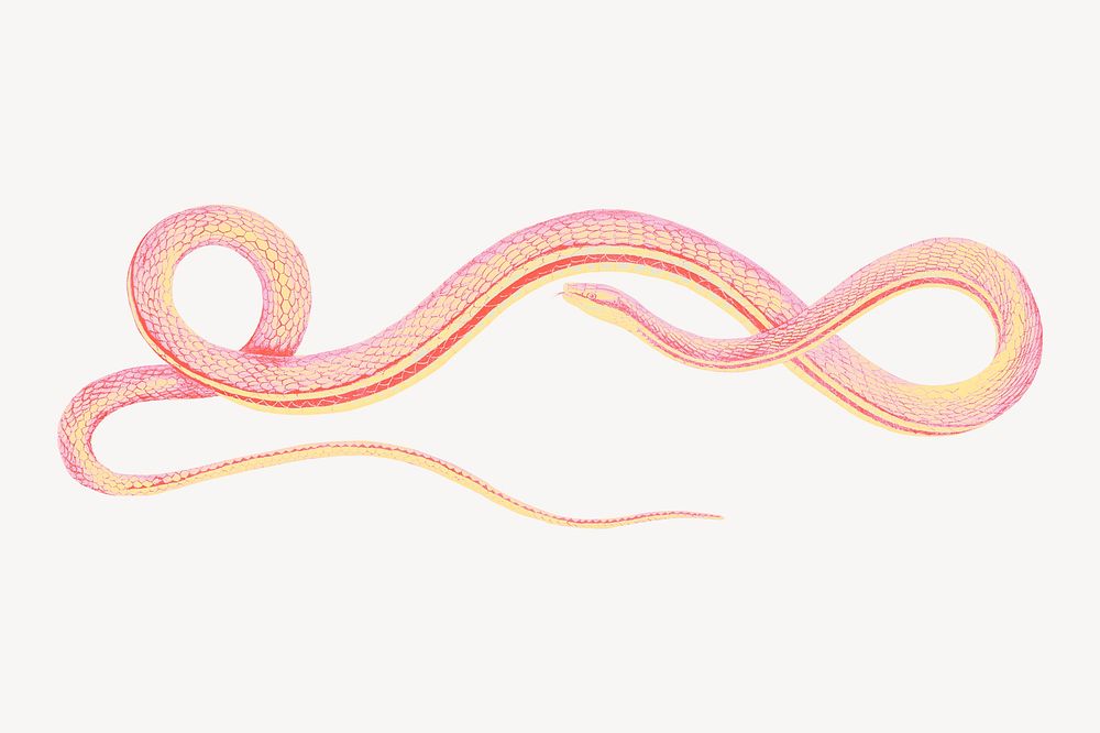 Pink snake, vintage illustration collage | Premium PSD - rawpixel