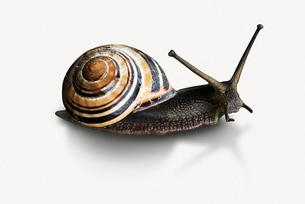 Striped snail, isolated animal image psd