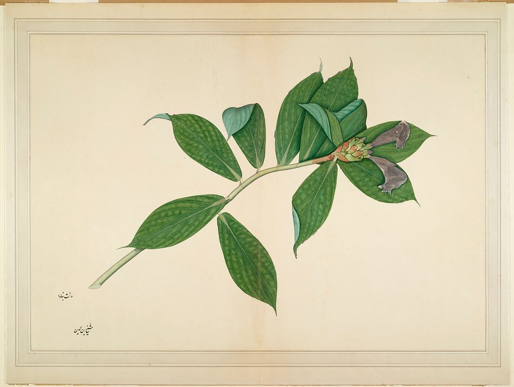 Crepe Ginger Plant (ca. 1780) painting in high resolution by Sheikh Zainuddin. Original from the Minneapolis Institute of…