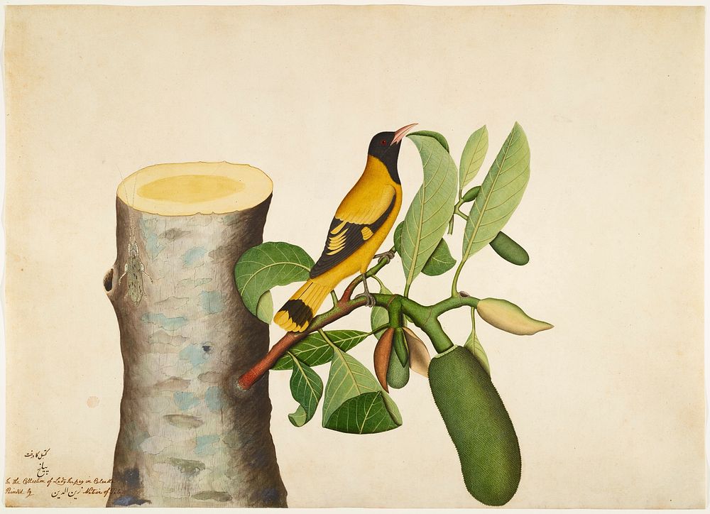 Black-hooded Oriole and Insect on Jackfruit Stump (1778) painting in high resolution by Sheikh Zainuddin. Original from the…