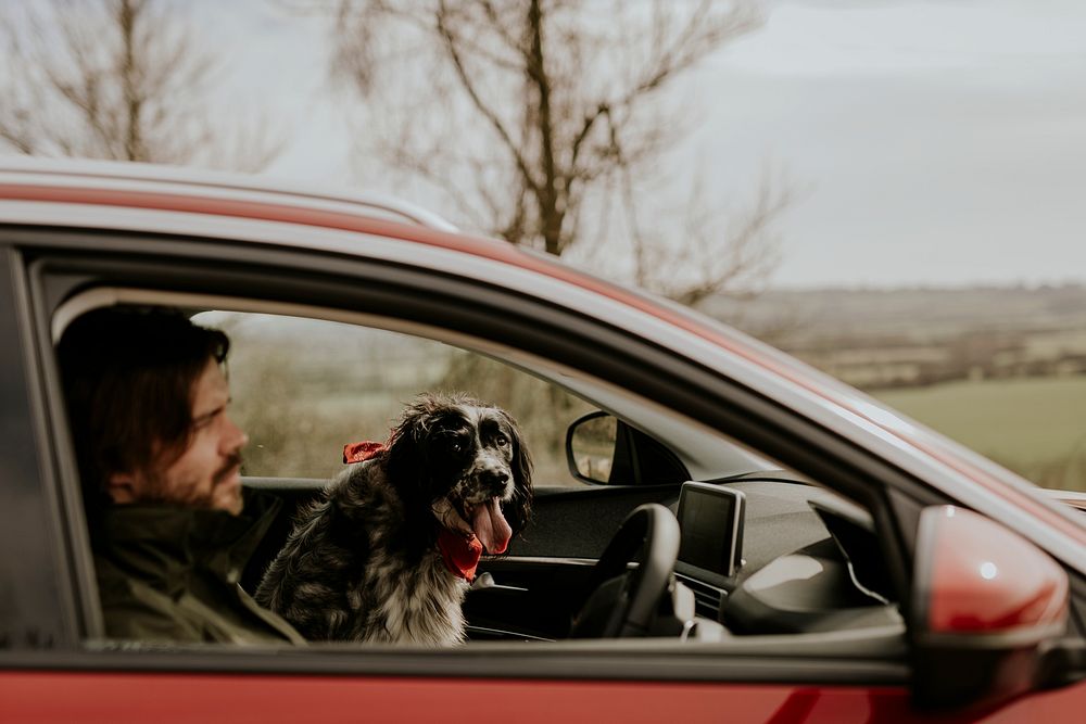 Man on road trip with dog photo