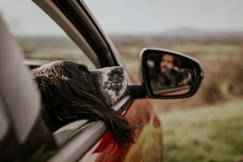 Dog resting head on car window photo