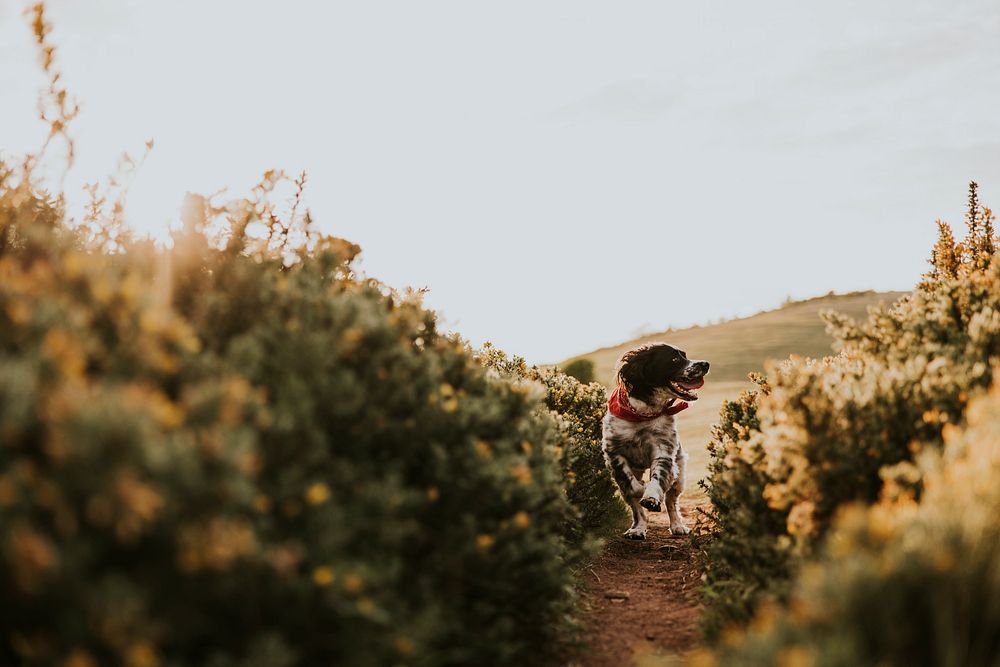 English Springer Spaniel dog walking in field photo