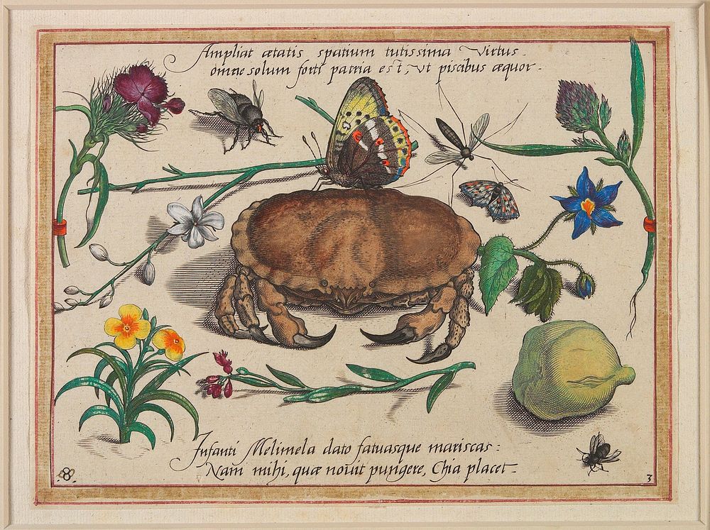 Ampliat aetatis spatium tutissima virtus omne solum forti patria est, ut piscibus aquor (1592) painting in high resolution…