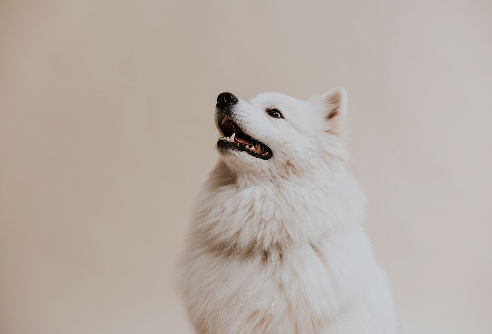 Cute Samoyed dog background, pet photo