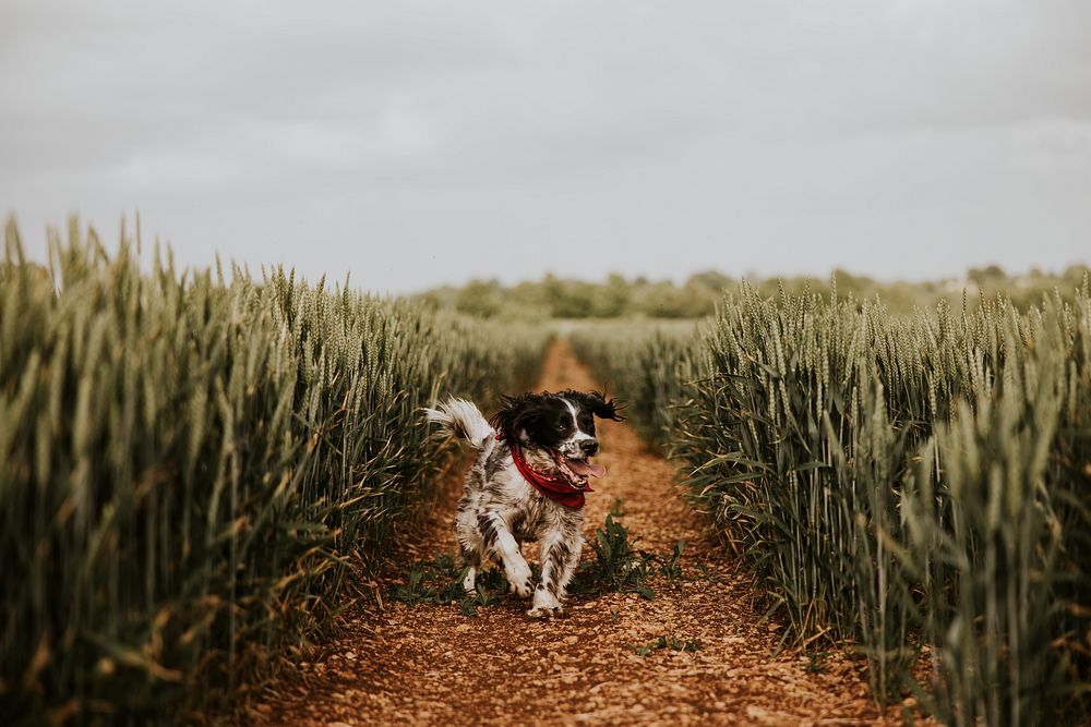 Dog running through field, countryside photo