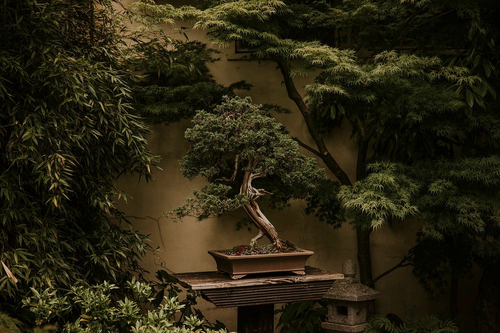 Japanese bonsai tree background, plant aesthetic
