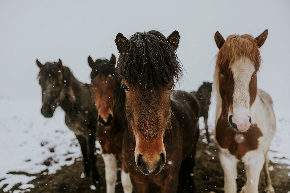 Wet ponies in snow landscape