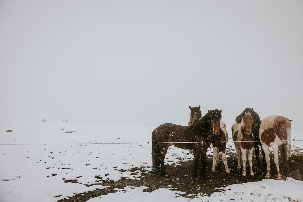 Wet ponies in snow landscape