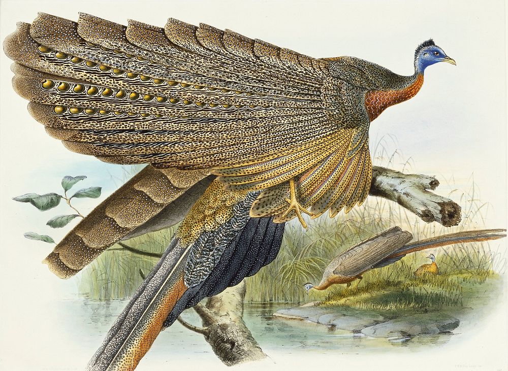 Phadianidae. Argusianus Grayli (1870&ndash;1872) painting in high resolution by Daniel Giraud Elliot. Original from the…