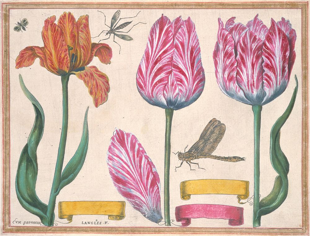 Tulips and Iris, from Livre de Fleurs (1620) painting in high resolution by Francois L'Anglois. Original from the…