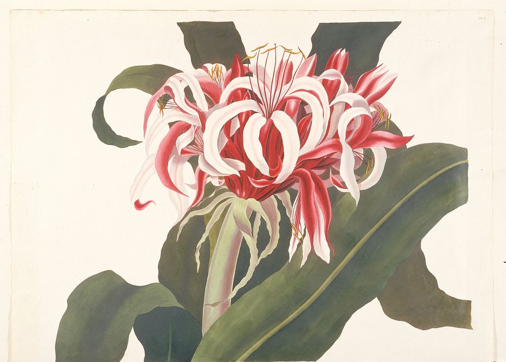 Crinum augustum (Giant Spider Lily, Queen Emma Lily) (1831&ndash;1834) painting in high resolution by Priscilla Susan Bury.…