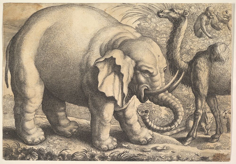 Elephant and Camel (reverse copy) 