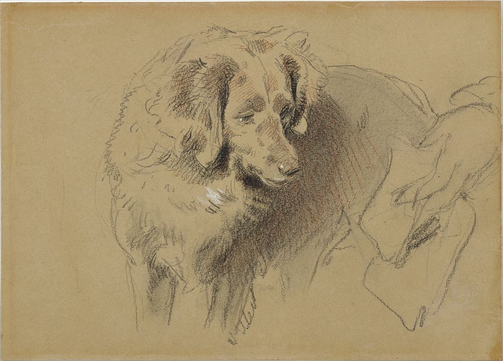 Study of a Dog by Sir Edwin Henry Landseer