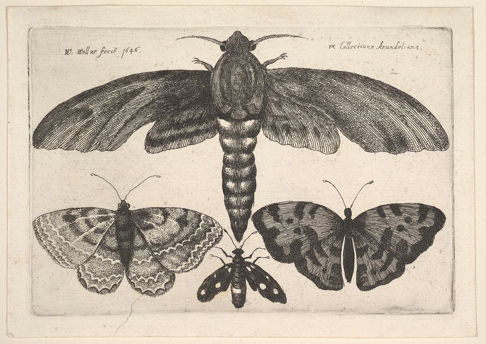 Moth and three butterflies by Wenceslaus Hollar