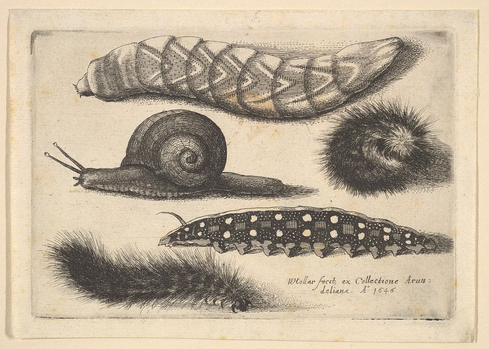 Four Caterpillars and a Snail by Wenceslaus Hollar