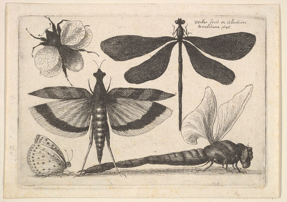 Dragonflies and a bumble bee by Wenceslaus Hollar