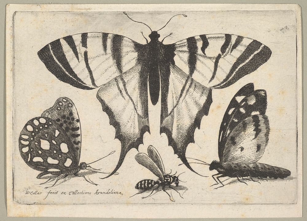 Three Butterflies and a Wasp by Wenceslaus Hollar
