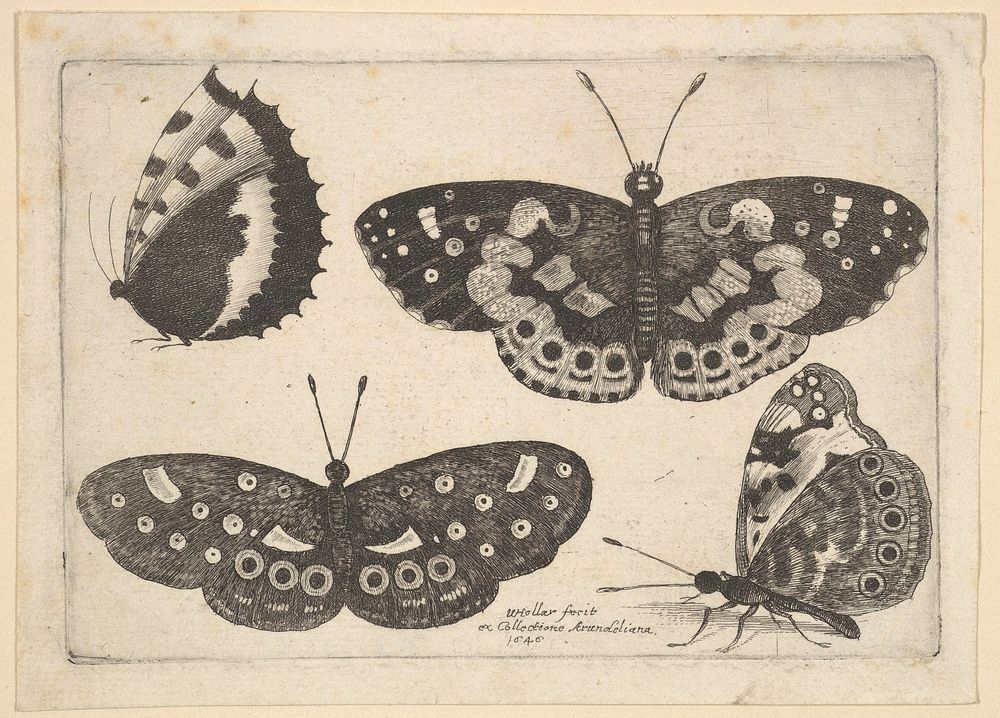 Four butterflies by Wenceslaus Hollar