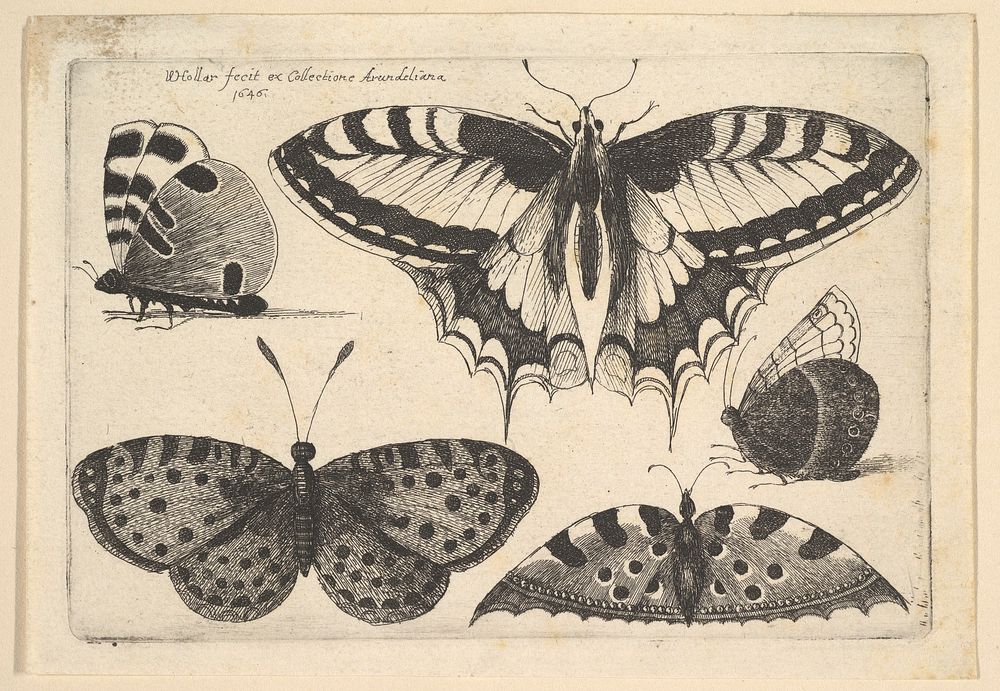 Five Butterflies by Wenceslaus Hollar
