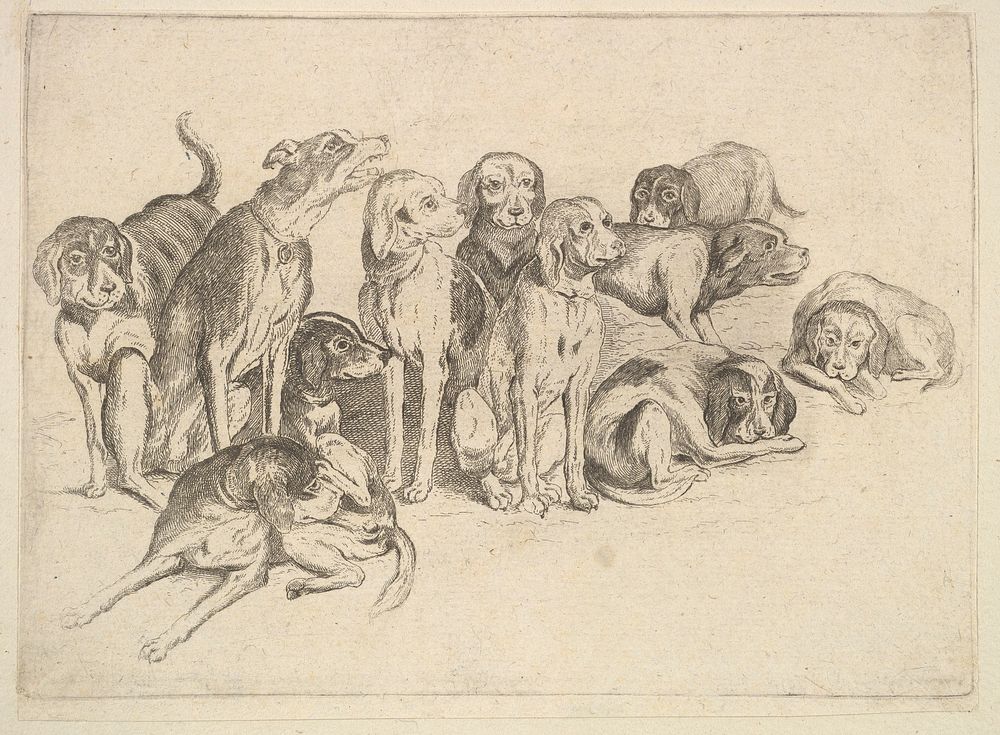 Eleven Hounds by Wenceslaus Hollar