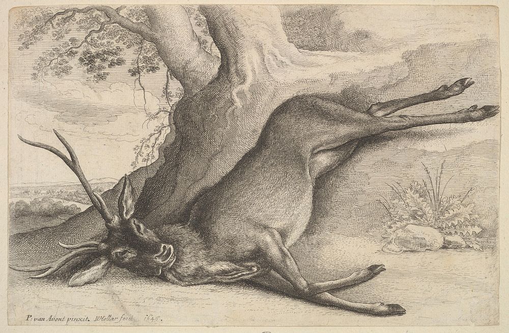 Dead stag by Wenceslaus Hollar