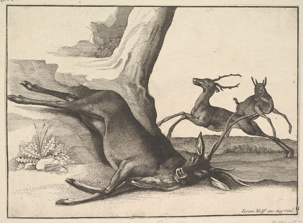A dead stag (anonymous copy) by Wenceslaus Hollar