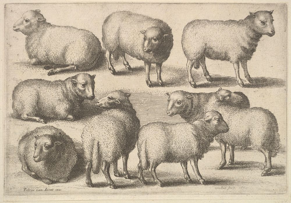 Nine sheep