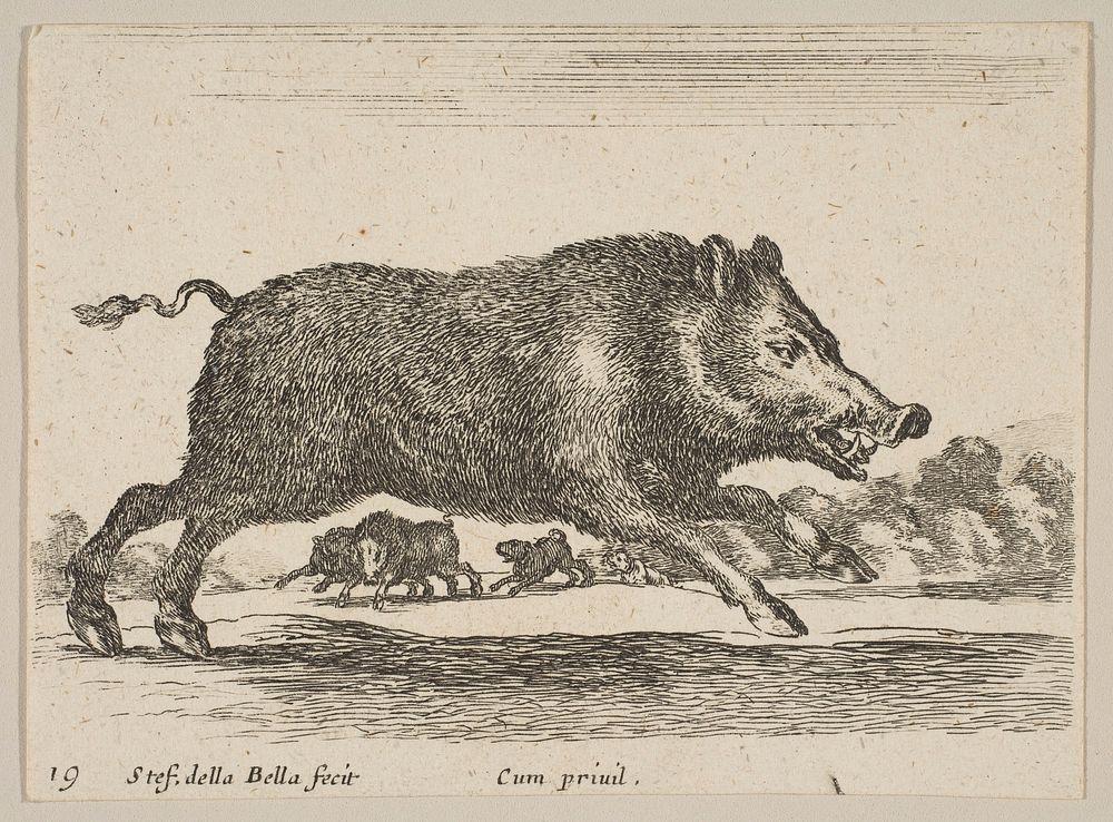 Plate 19: wild boar, from 'Various animals' (Diversi animali)