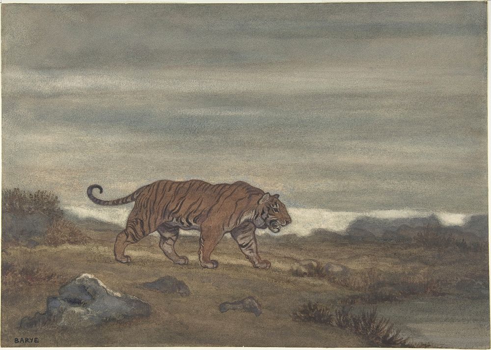 Tiger Approaching Pool