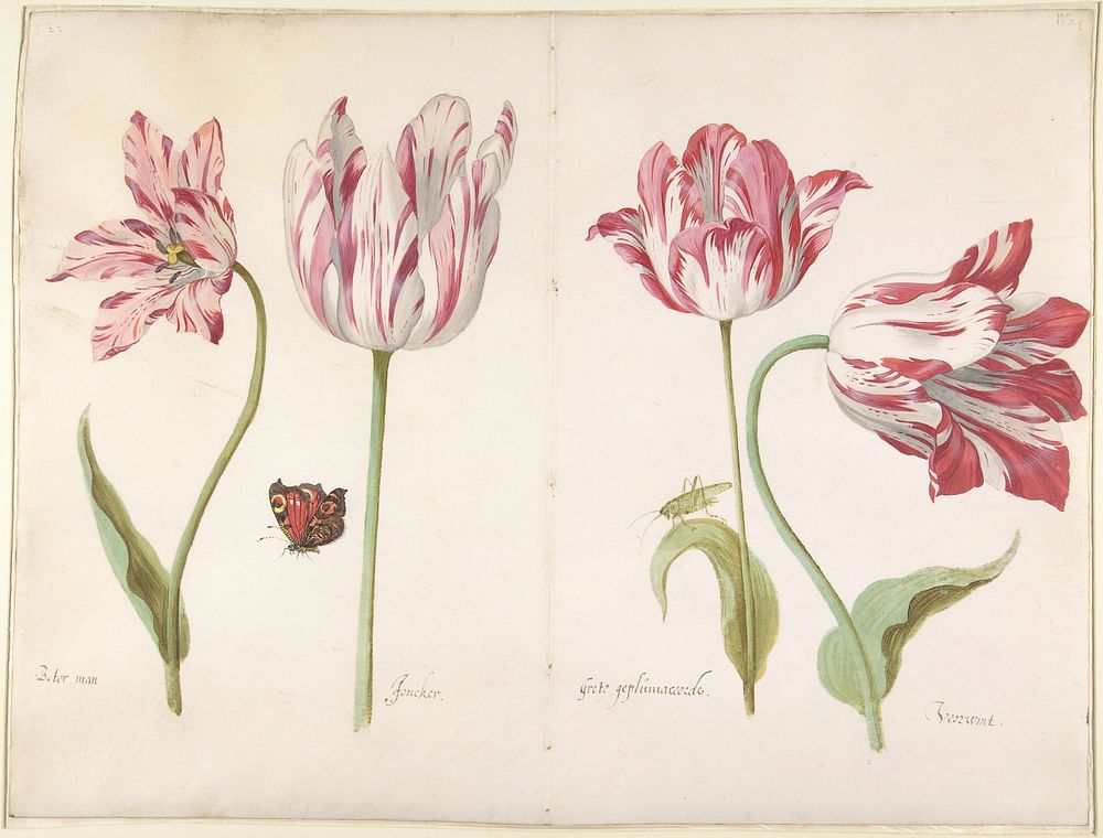 Four Tulips:  Boter man (Butter Man), Joncker (Nobleman), Grote geplumaceerde (The Great Plumed One), and Voorwint (With the…