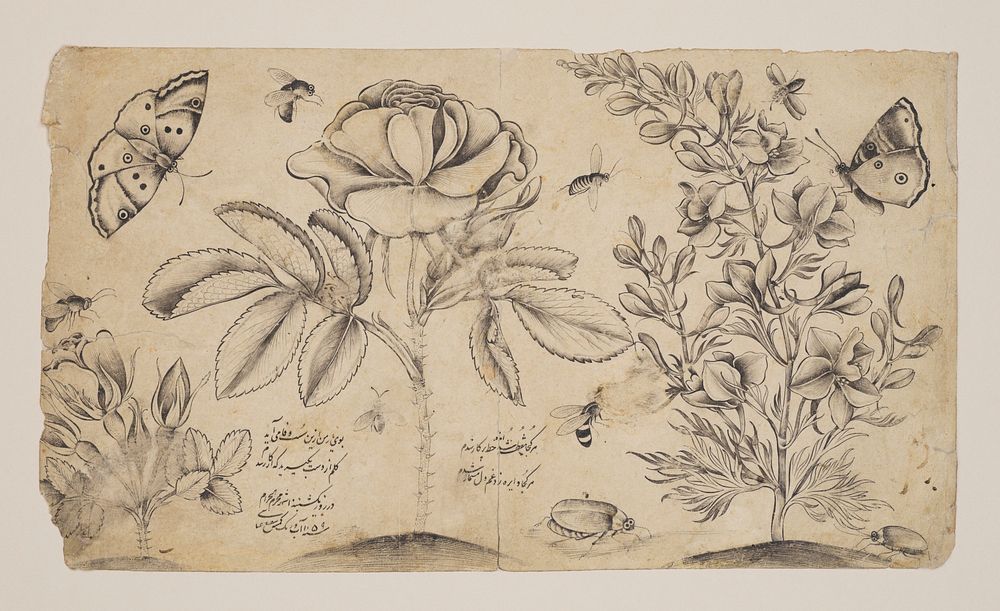 Drawing with Flowers, Butterflies, and Insects