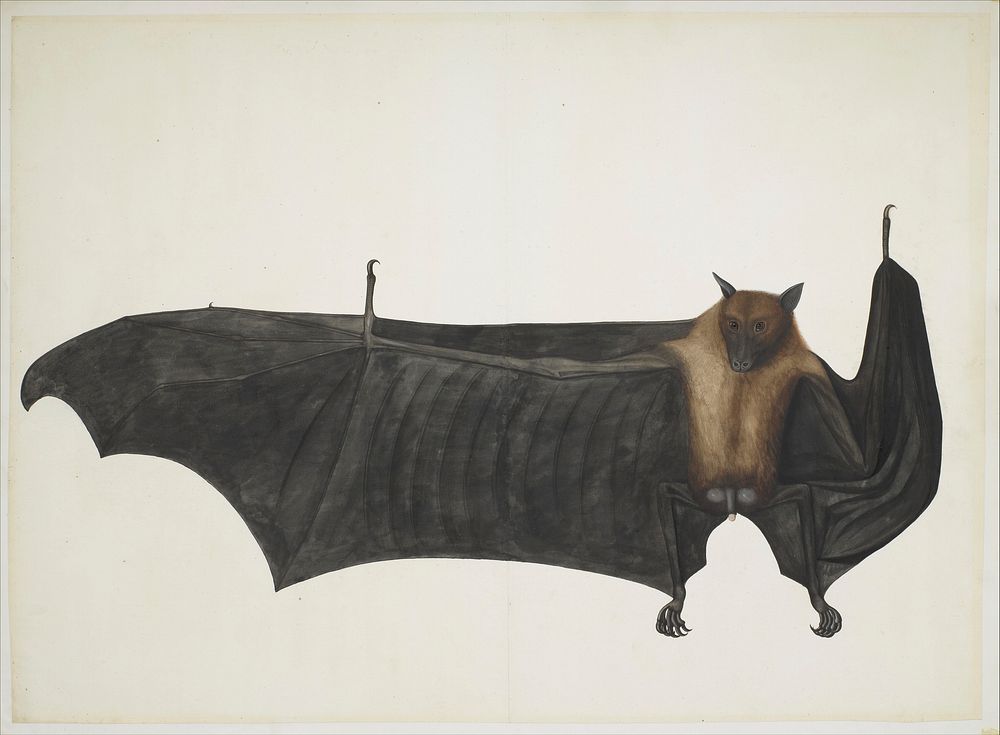 Great Indian Fruit Bat attributed to Bhawani Das (Indian) or a follower