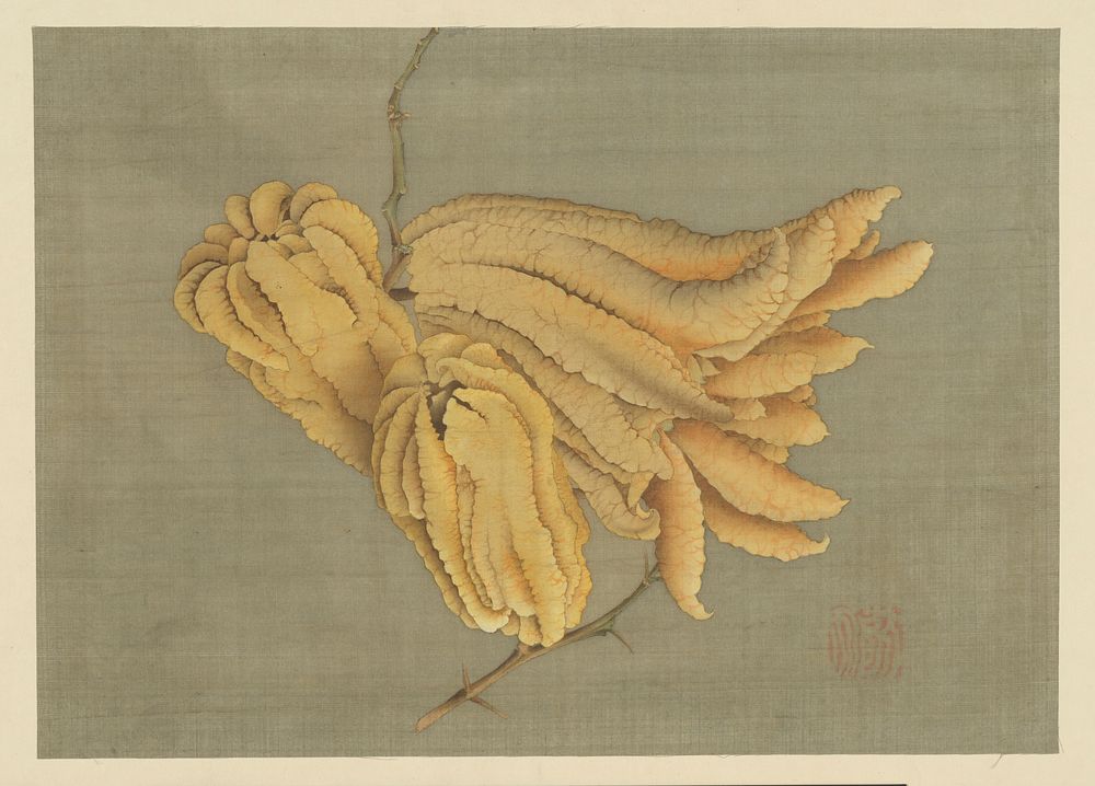 Buddha&rsquo;s Hand Citron (Busshukan), formerly attributed to Katsushika Hokusai