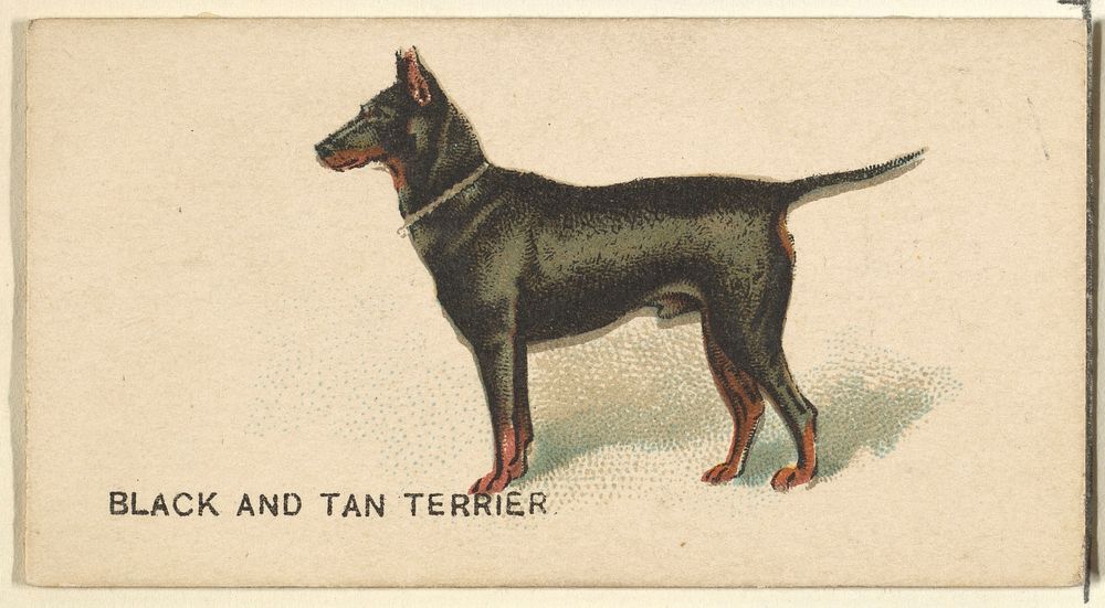 Black and Tan Terrier, from the Dogs of the World series for Old Judge Cigarettes