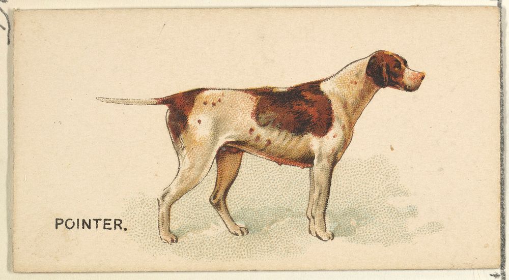 Pointer, from the Dogs of the World series for Old Judge Cigarettes