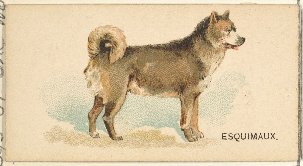 Esquimaux Husky, from the Dogs of the World series for Old Judge Cigarettes